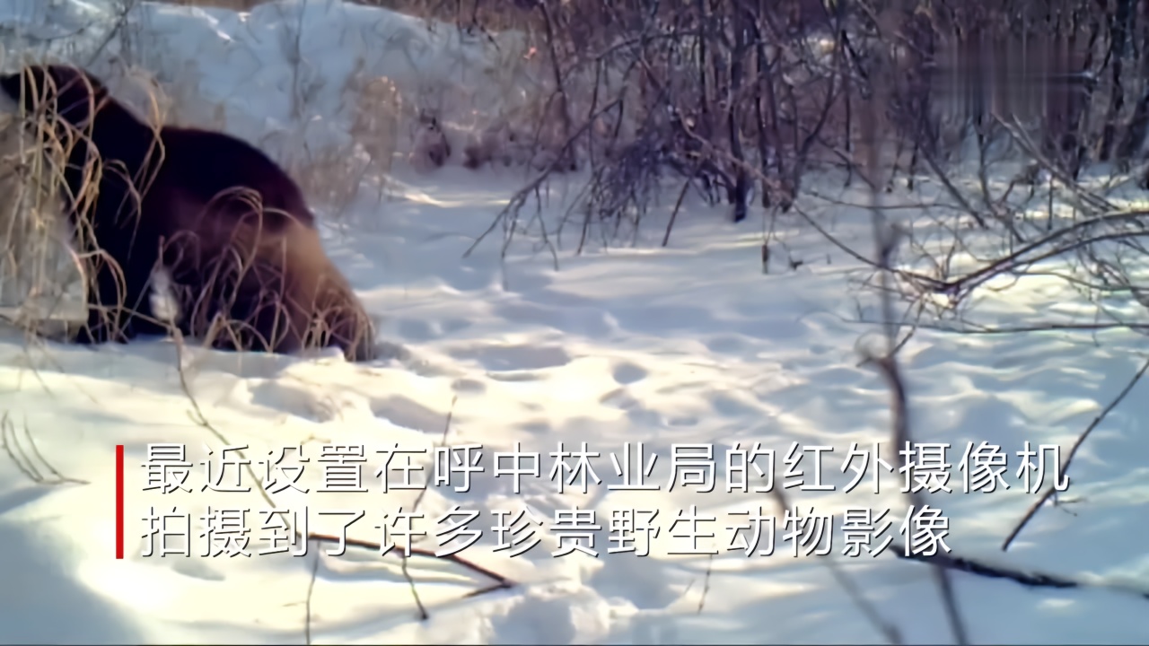 中国北方生态屏障逐渐恢复野生动物“家园”本色