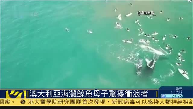 澳洲海滩鲸鱼母子惊扰冲浪者