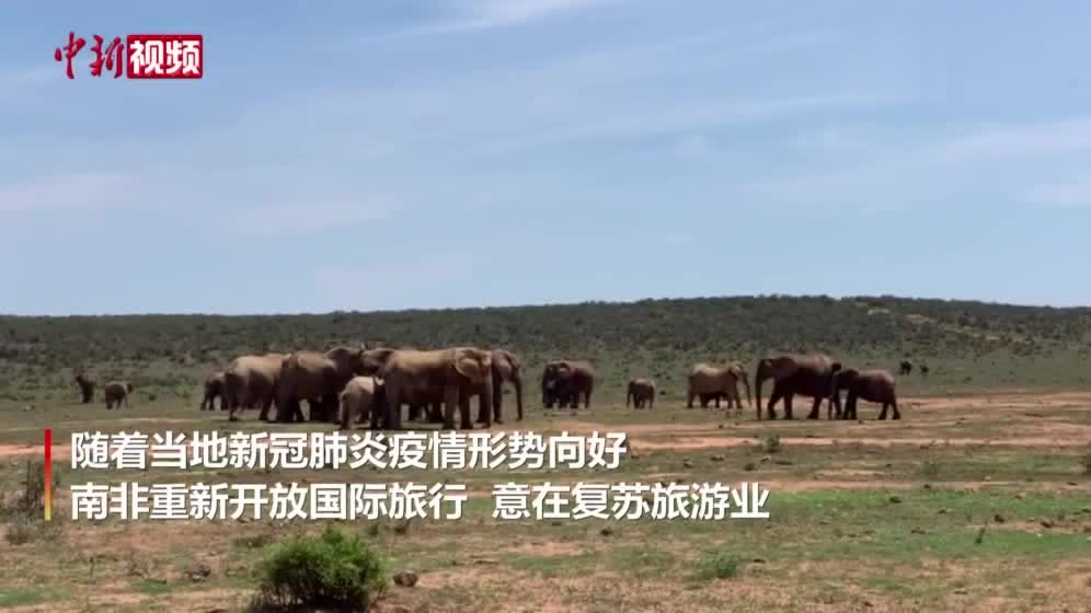 南非旅游市场开放 大象观光成热点