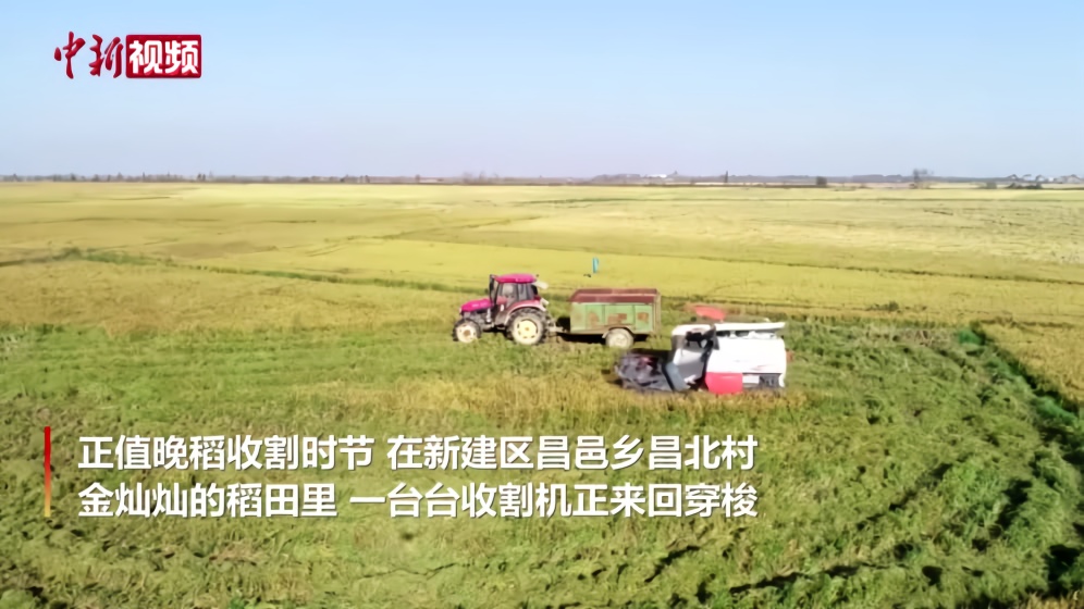 鄱阳湖畔呈现晚稻收割、候鸟觅食和谐画卷