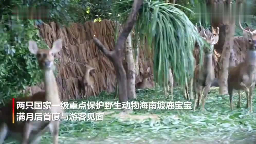 广州长隆成功繁育珍稀海南坡鹿