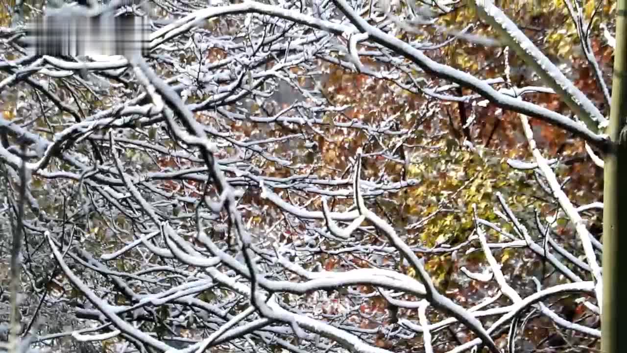 南京迎入冬以来首场降雪 紫金山雪景美轮美奂