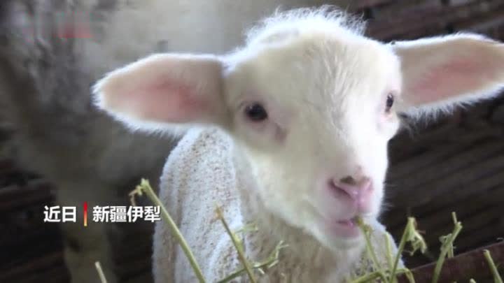 新疆:冬羔进入盛产期 稚嫩的羊叫声此起彼伏