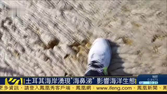 土耳其海岸涌现"海鼻涕,影响海洋生态