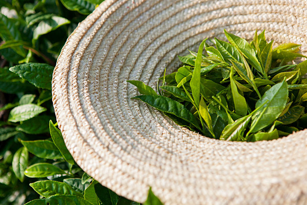 从茶号到合作社,再到中茶公司,这款茶叶的财富故事一直在不停书写
