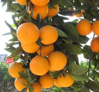 柑橘黑星病的防治措施