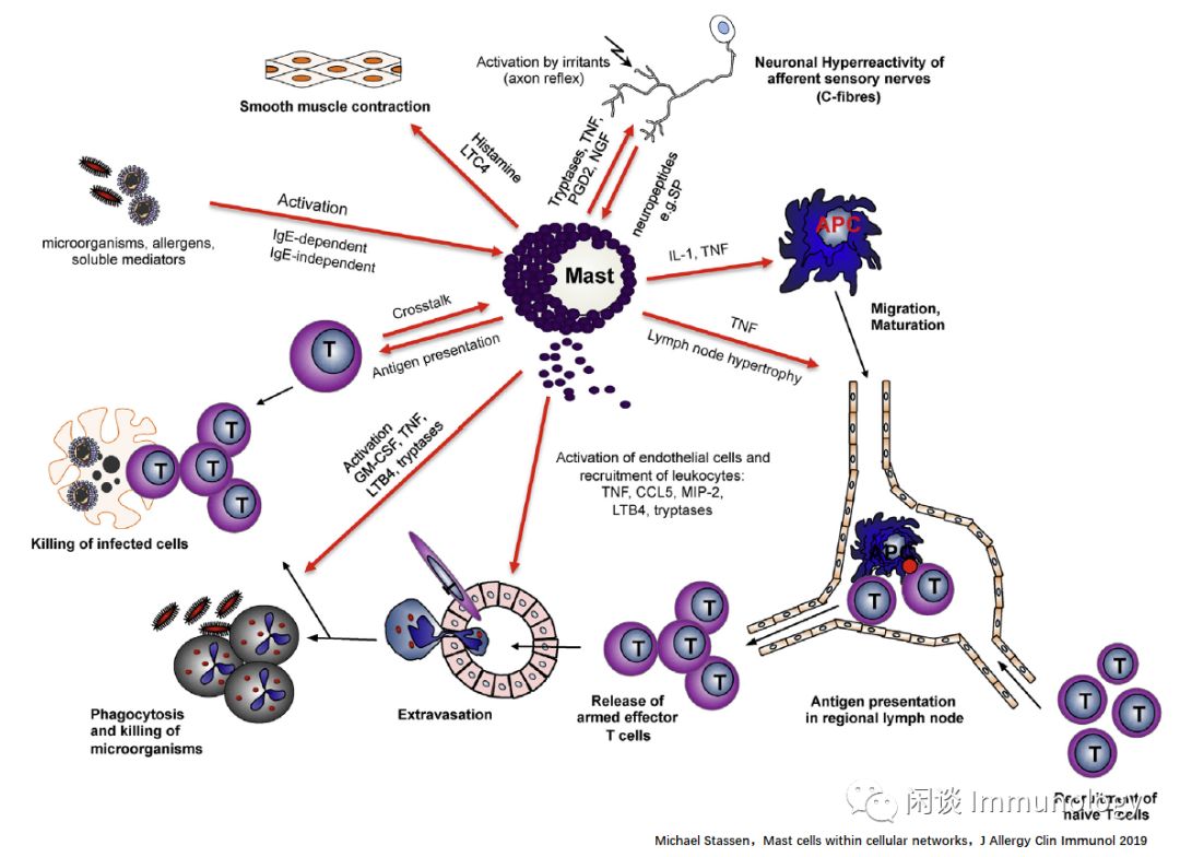 肥大细胞:强大的免疫调节功能