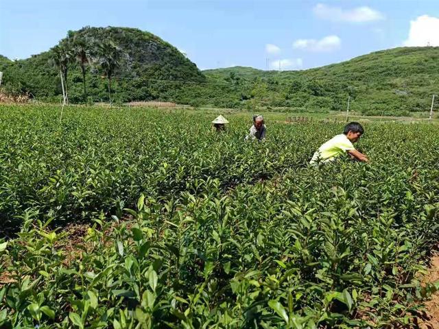 江华苦茶小苗圃孕育大产业