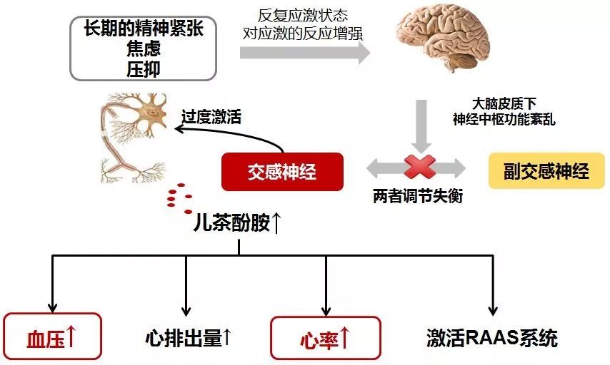 高血压的形成机制较复杂,但其中三种主要的机制已被人们所认识,包括交