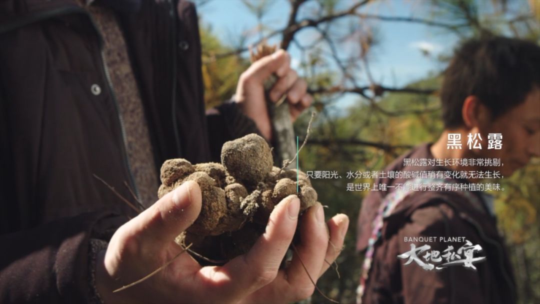 菌子火锅后,由水和当地人一起进入森林,见证了黑松露的采挖过程.