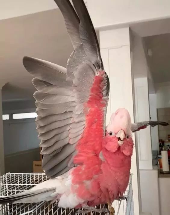 能活到80岁的粉红凤头鹦鹉,不管长多大,都是个可爱宝宝呀