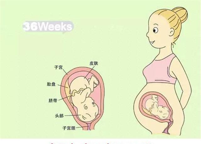 9个月胎儿是以什么样的姿势呆在肚子里的?怀孕9个月要