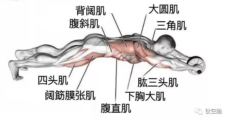 每天滚一滚，轻松滚出八块腹肌和性感人鱼线