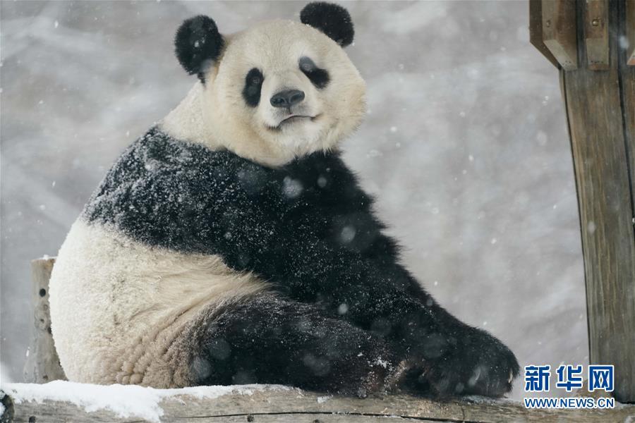 大熊猫享受"雪季"