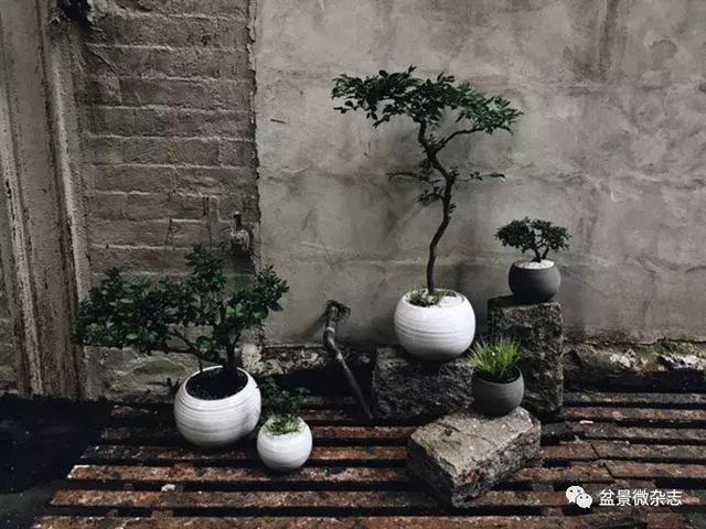 盆景▪现代▪哲理:访纽约现代盆景造型师