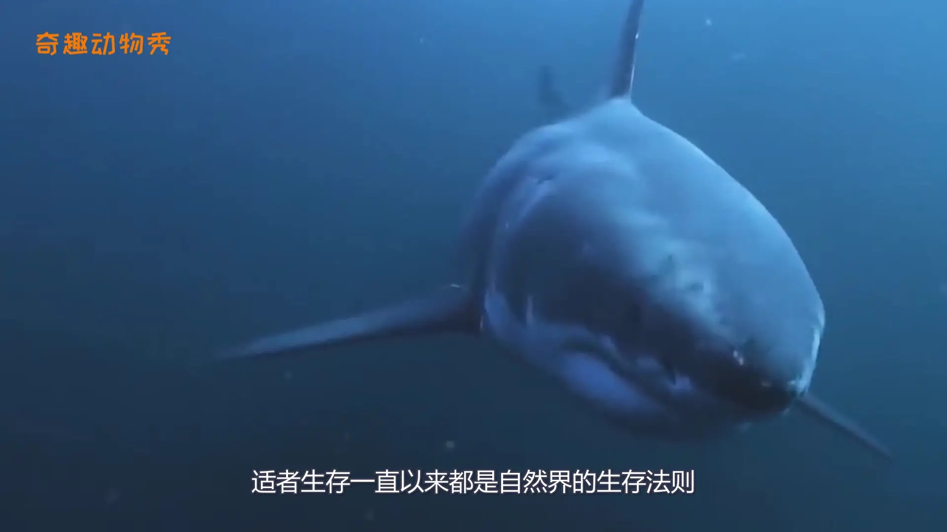 鲨鱼为什么不吃海豚看完才知道他真的不敢吃