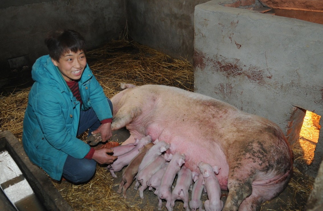 如何饲养和护理分娩母猪?这里有你想要的