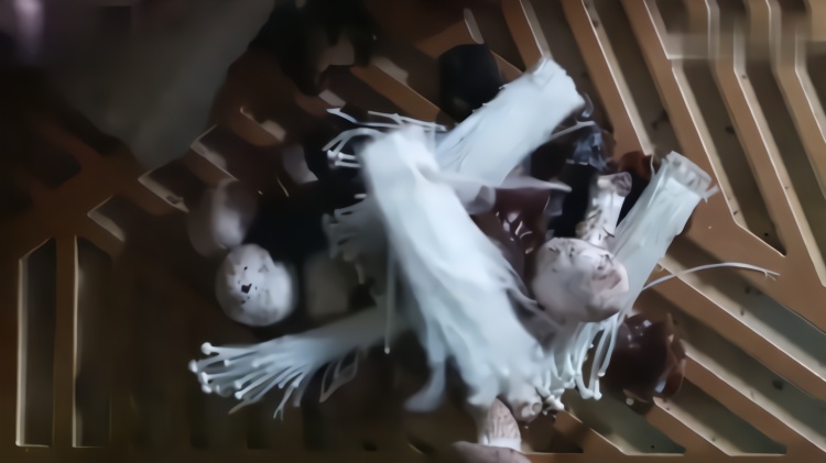 香蜜:锦觅夸下海口种灵芝,不料种出的东西能吃