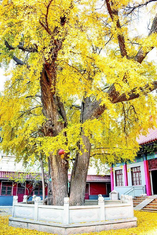 汉唐母子银杏树,初冬时节金叶飞