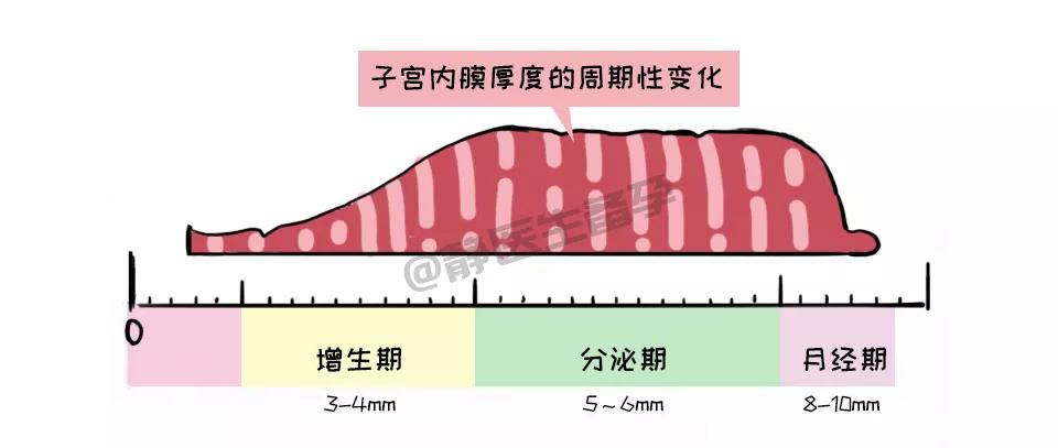 利于受孕的子宫内膜厚度