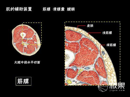 僵硬会抑制肌肉增长,减弱运动能力,同时还会造成筋膜粘连或肌肉损伤