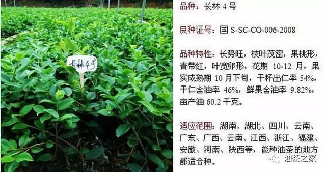 油茶品种科普系列长林4号