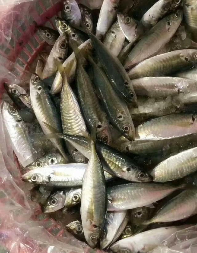 美食 美食厨房 正文 梭鱼,又称刺梭鱼,棒鱼,黄鱼,池塘鱼等.