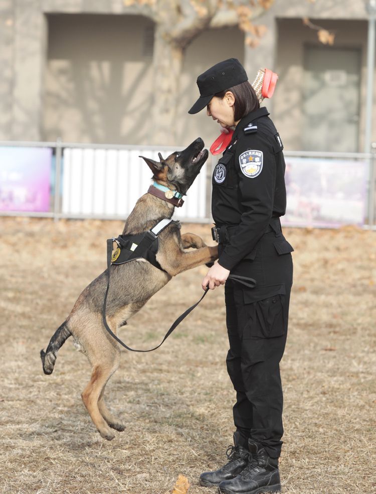 12月10日,新京报记者再次来到北京市公安局警犬基地探望这批克隆警犬.