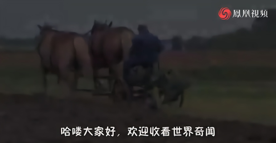 只有牛才能耕地？看了这些动物犁地，才知道什么叫速度