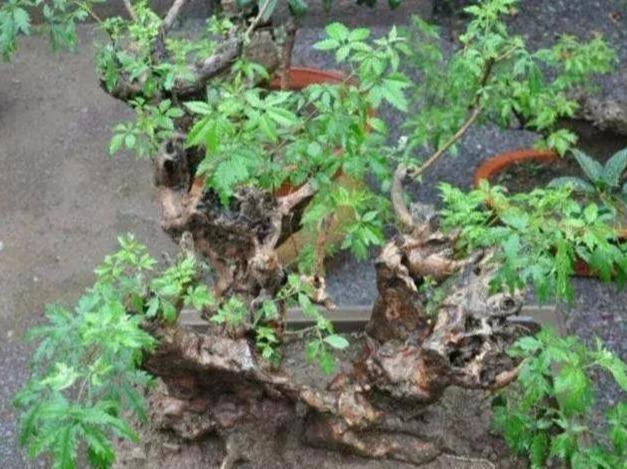 野外黄荆疙瘩:塑型需注意五点,根部奇异更美观
