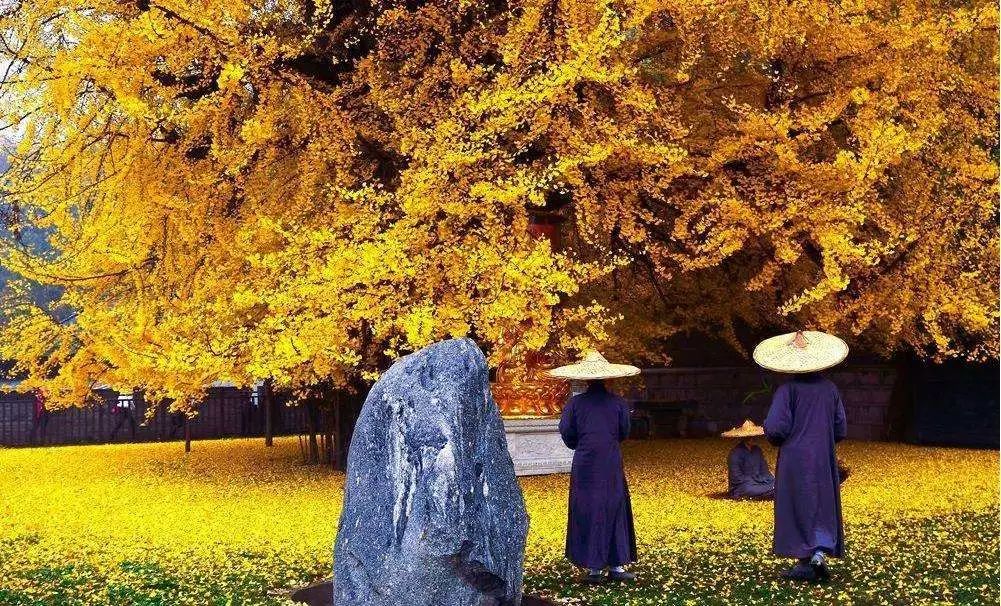 御前女官推荐 | 李世民栽了一棵银杏树,美了1400年