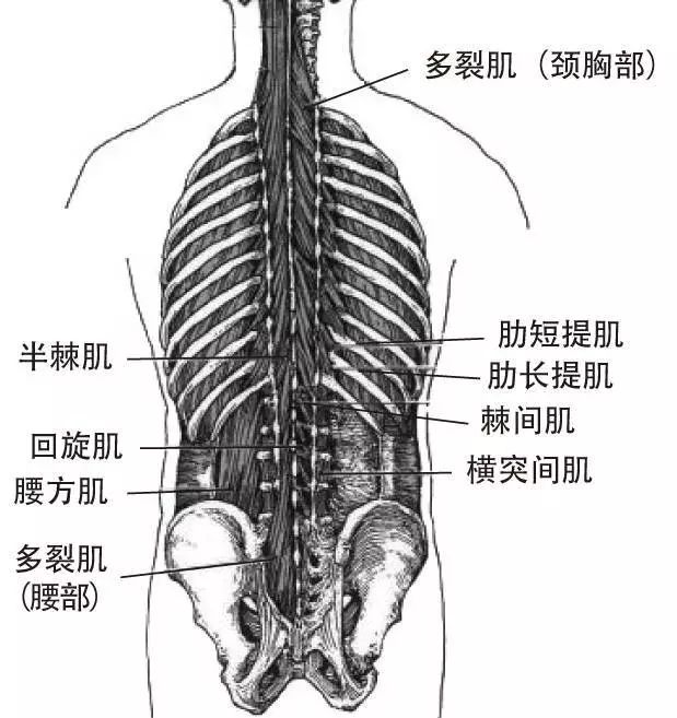 4,背部深层肌