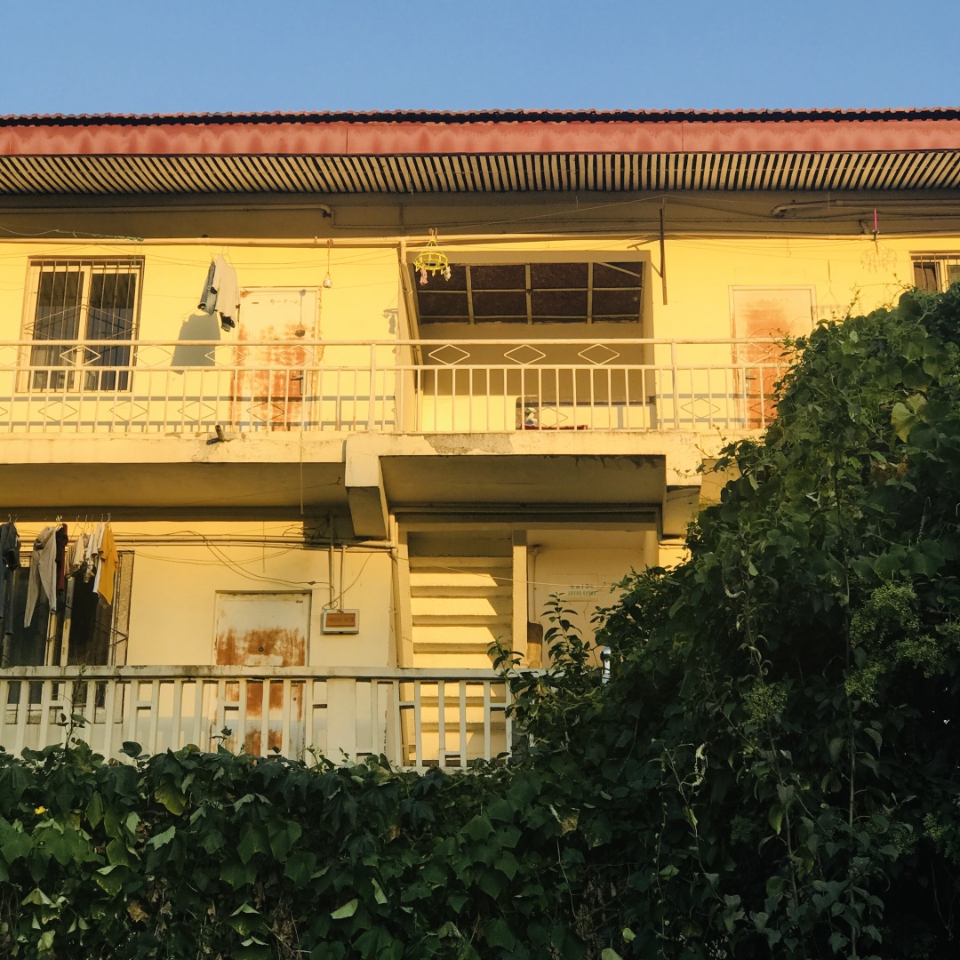 乱逛 中医药大学满墙的爬山虎，绿得很
