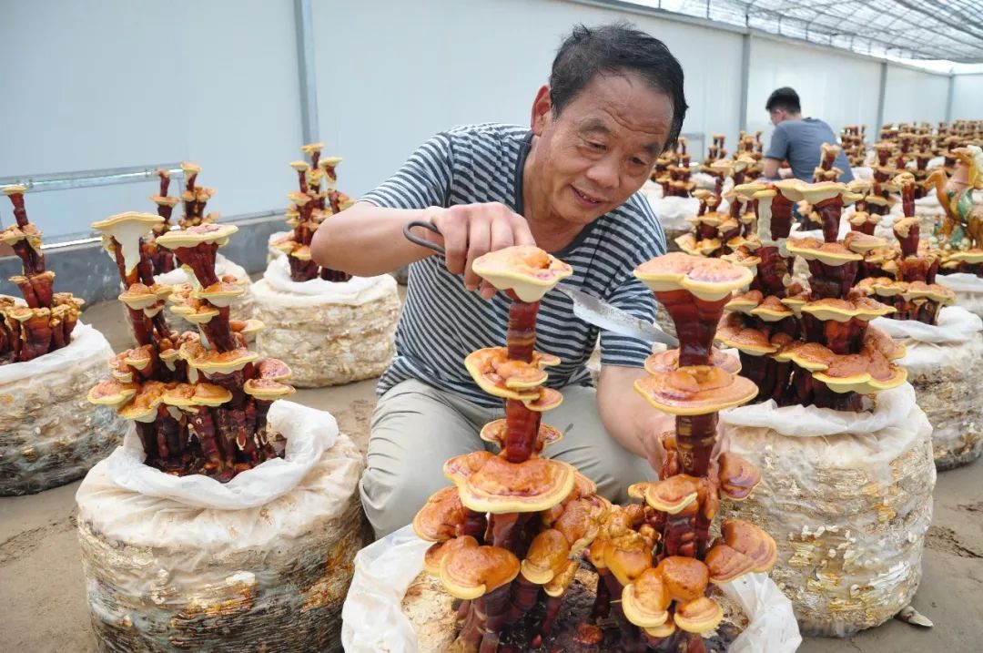 这就是山东|聊城有神仙都爱的灵芝草__凤凰网