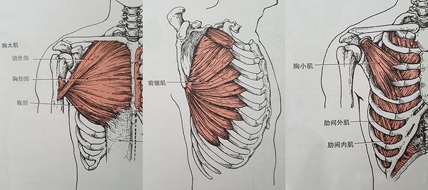 胸小肌的起止点 在喙突处和3-5肋骨表面 胸小肌紧张 导致喙突下移而