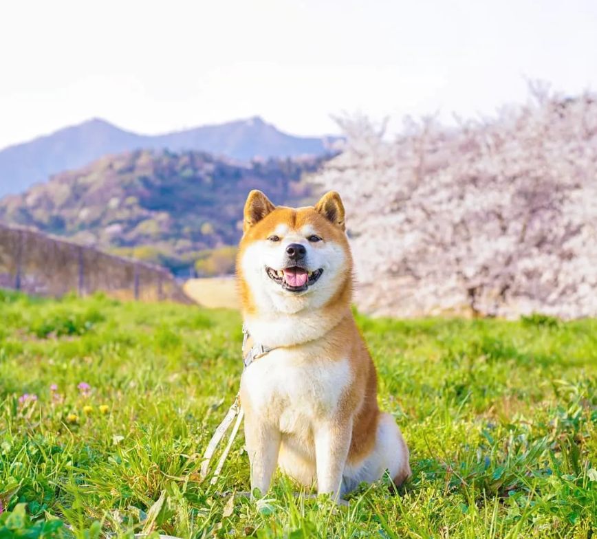 摄影师拍下的一组柴犬照片:这笑容也太治愈了吧,看完甜到心坎