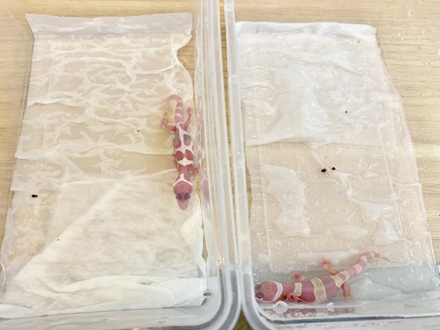 2019柏高家 豹纹守宫孵化成功破蛋出生全记录