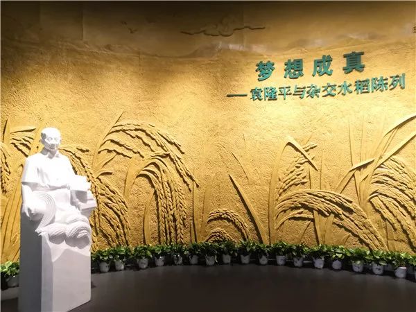 隆平水稻博物馆今天开馆！面向公众免费开放凤凰网 