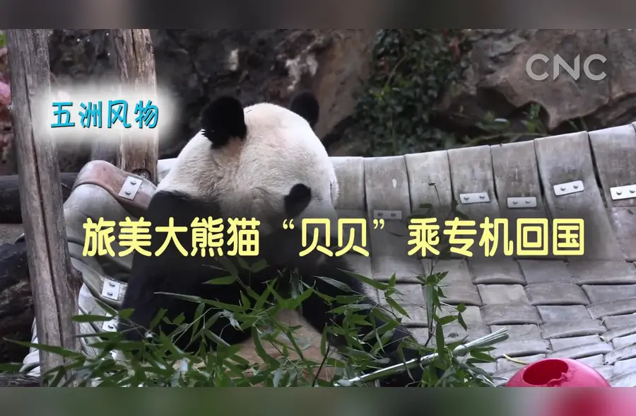 五洲风物旅美大熊猫贝贝乘专机回国
