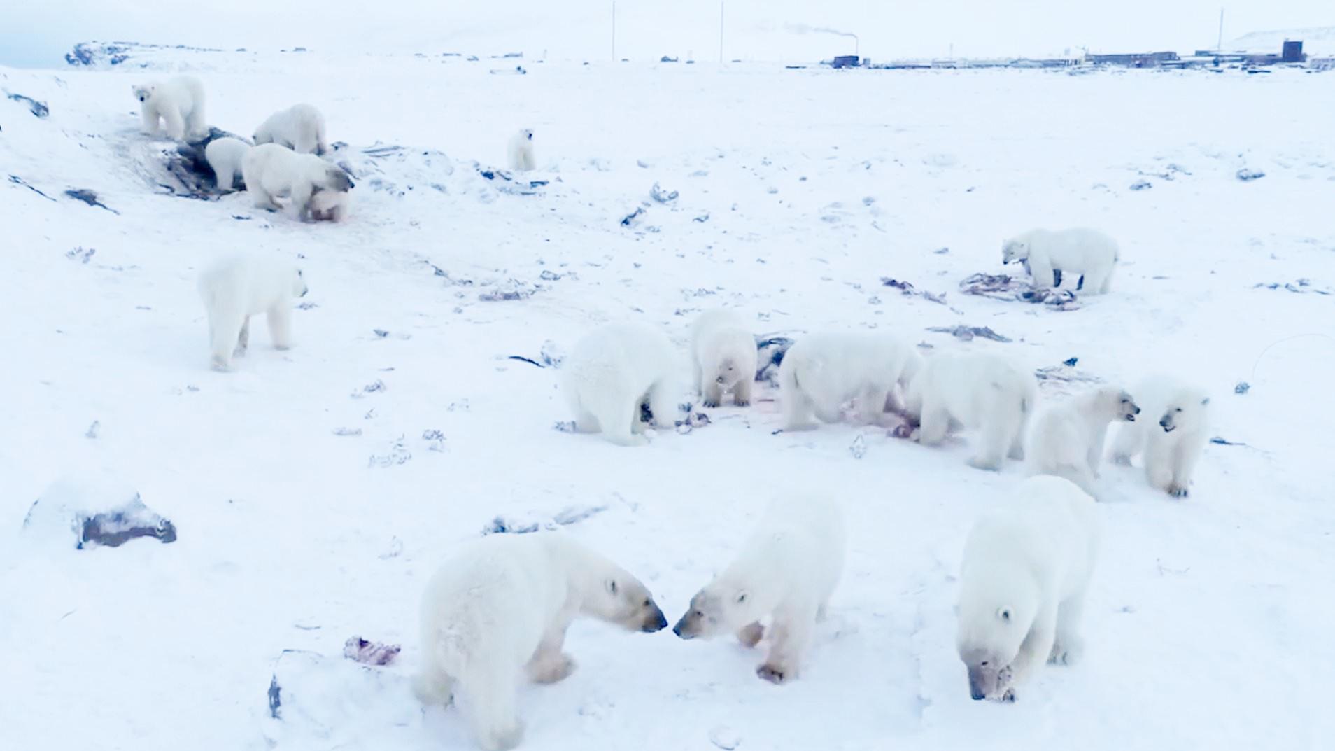 俄罗斯一村庄被56只北极熊“包围”，全村取消所有公共活动