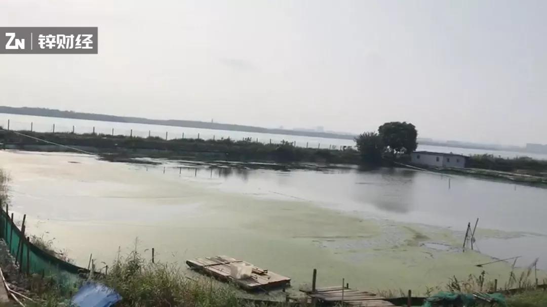 「钛媒体」假蟹盛行，真蟹锐减，阳澄湖的生死危局