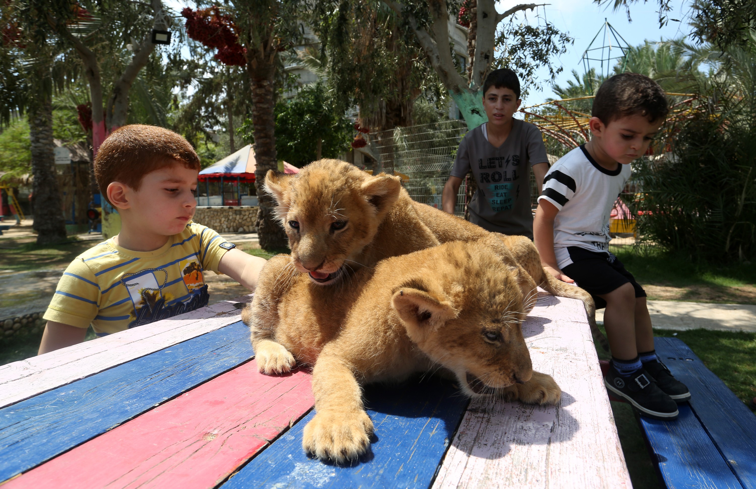 当地动物园一只母狮子8月份产下3只狮子宝宝,萌萌哒非常可爱