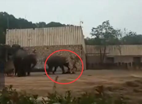 长沙生态动物园大象踩死驯兽员 官方：疑为动物发情导致
