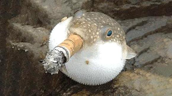 海边发现圆滚滚的河豚,一斧子劈下去,镜头记录画面过程