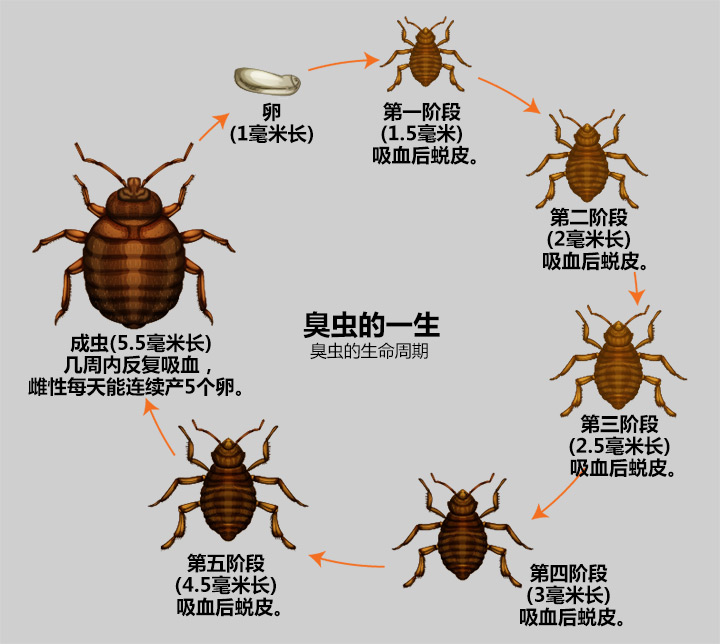 家里有臭虫该怎么消灭它们