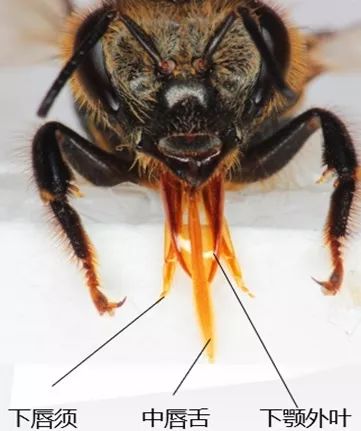 蜜蜂口器的构造 | 作者供图 科学家注意到蜜蜂的舌头已经有很长时间