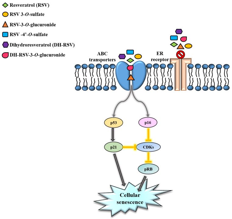 芦醇代谢物诱导乳腺癌细胞衰老p53p21和p16rb通路及abc转运蛋白的作用