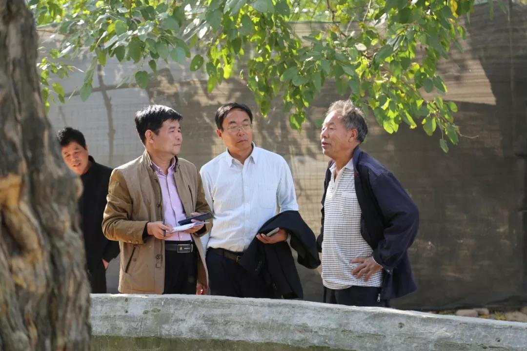 游遍商丘柘城篇走近千年古树聆听沧桑历史