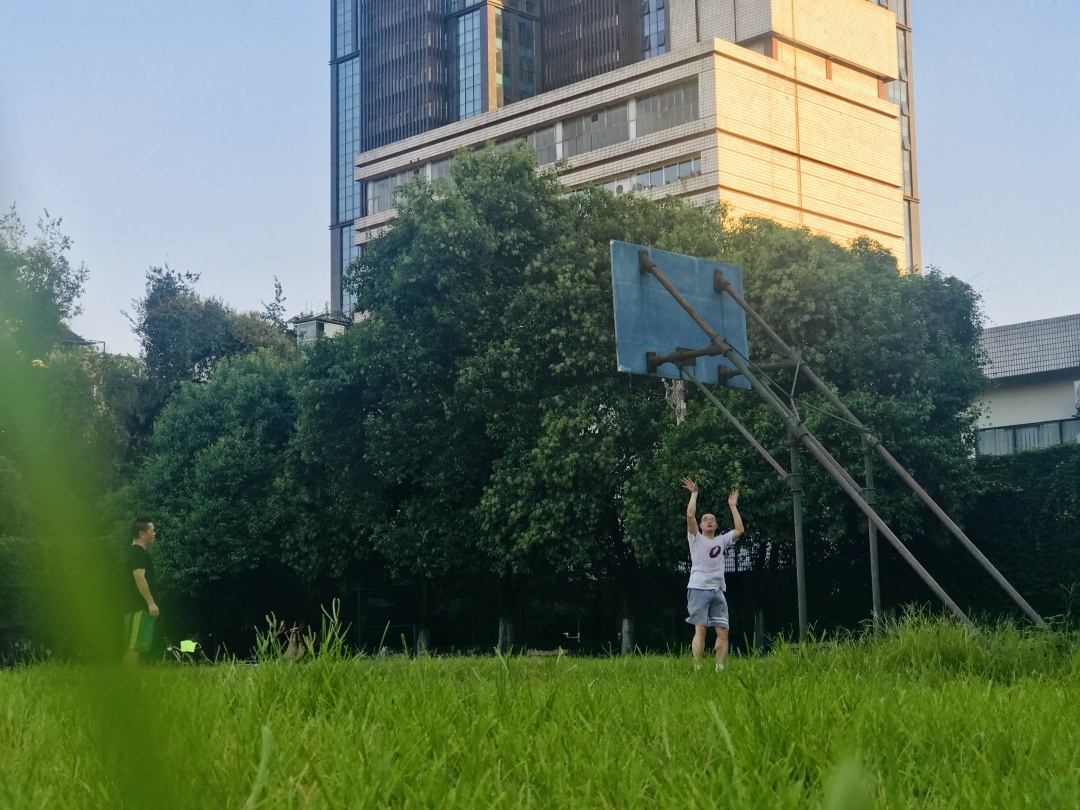 乱逛 中医药大学满墙的爬山虎，绿得很