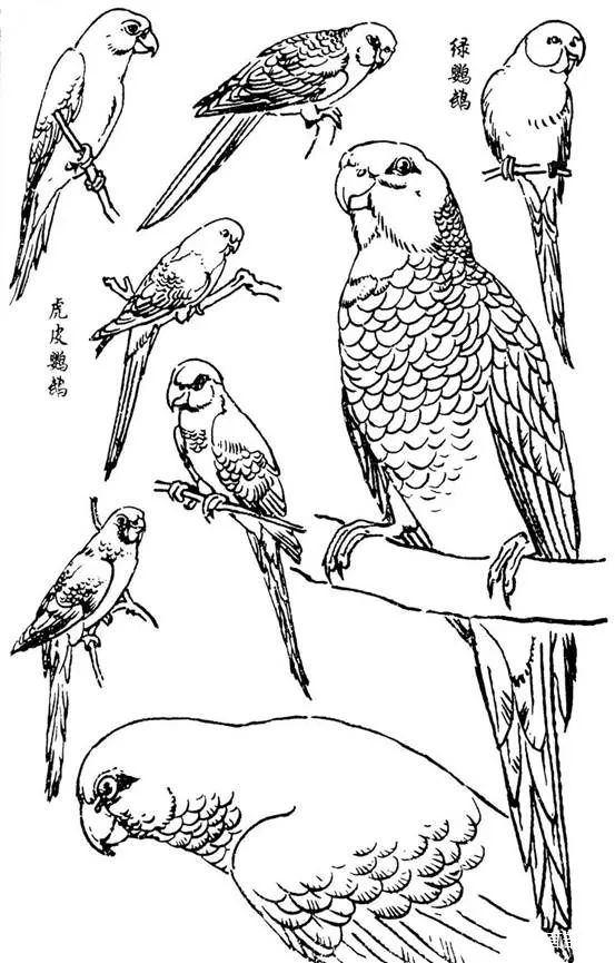 【国画教程】鹦鹉画法